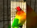 Download Lagu suara Lovebird fighter durasi 1menit ngekek panjang Pasjo betina #short #shorts