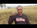 Download Lagu wa kalur artis Indramayu lagi ngarit ning sawah