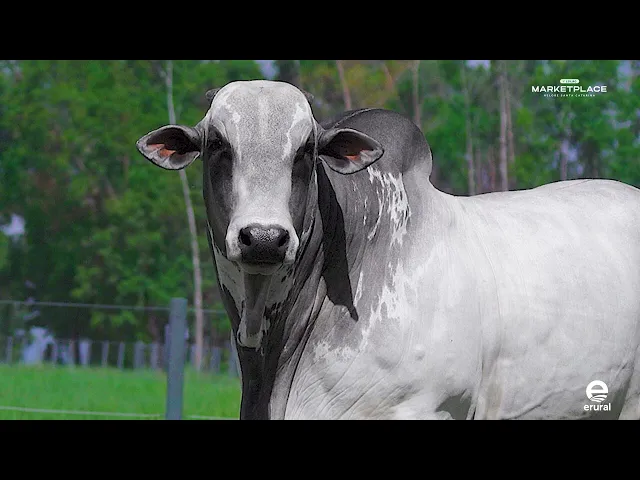 Touro Nelore MLMR - 1021