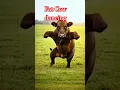 Download Lagu Sapi Gemuk Joget.#music #sapigendut #cow #sapigemuk #animals #sapilucu #funny #shorts #trending