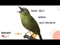 Download Lagu Pleci di rumah bakalan Bongkar isian Dalam hitungan Menit dengan suara pancingan ini