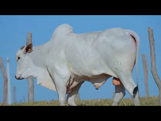 Touro Nelore SABZ - 131