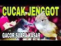 Download Lagu masteran wajib  CUCAK JENGGOT gacor dan kasar