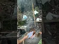 bakar ikan gurame     #bakar #bakarikan #ngaliweut #makan #makanan #weekend #shorts #shortvideo