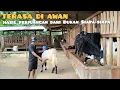 Download Lagu Putra Farm: 5 Tahun Ternak Allah SWT Ganjar Anak Jantan Terus (Semua Indukannya)