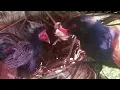 ONGEWOON VOEDSEL ALS DEZE JONGE VOGELS OM ELKAAR VECHTEN