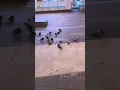 How do pigeons sleep in Times Square