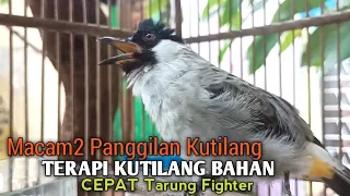 Download Suara burung Kutilang Gacor MemanggiL Lawan NGGARUDA Cepat Jadikan Kutilang RIBUT \u0026 PIKAT KUTILANG MP3