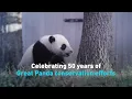 Celebrating 50 years of Great Panda conservation efforts