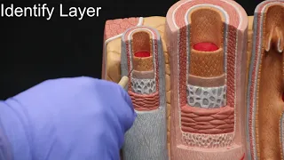 Blood Vessel Model Quiz