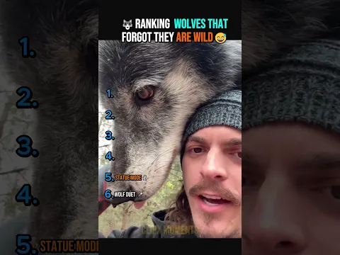 Wolves that forgot they are wild ranking #usa