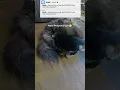 notif #kucing