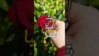 سميني عاشق مجنون حالات واتس اب حب وعشق 