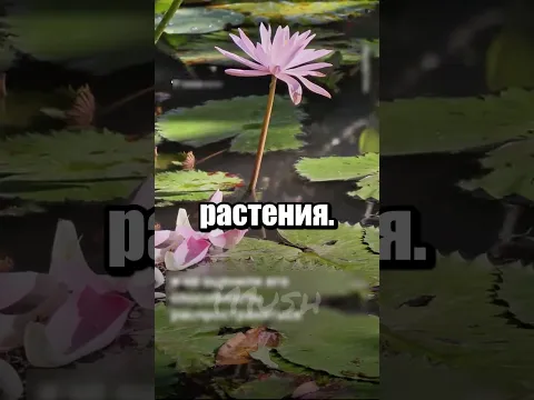 Спидран по уничтожению экосистемы за 2 бакса