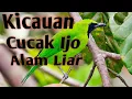 Download Lagu Ocehan Burung Cucak Ijo Gacor Suara Asli cucak ijo Liar Pancingan cak ijo