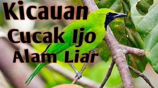 Download Ocehan Burung Cucak Ijo Gacor Suara Asli cucak ijo Liar Pancingan cak ijo MP3