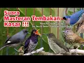 Download Lagu Masteran Tembakan! Suara burung masteran. Violet Cuckoo gacor, Murai Air, Siri-siri, Rambatan