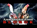 Download Lagu Kelebihan \u0026 Kekurangan Dari Ayam Bangkok Klasik BLOROK
