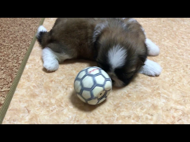動画