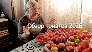 Непростое лето... Обзор томатов 2026.