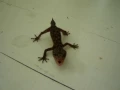Cute but angry little gecko