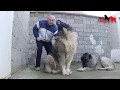 One of the largest dogs in the world