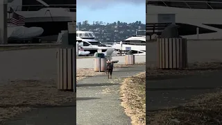 3…2..1 #fyp #dream #youtube #doberman #pets