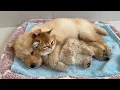 The golden retriever puppy was afraid the kitten would run away, so it cuddled the kitten and slept.