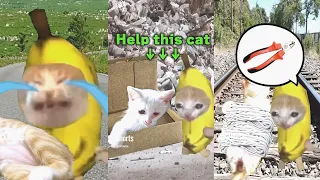 CATS STORY help cats video🥰🥰🥰｜Best Shorts Compilation｜Bananacat🍌🍌🍌