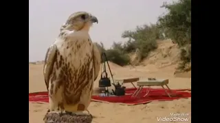 ليالي السود عذبن قلبي وألمني عتابا ساحلية حزينة حالات واتس اب  ليالي السود عذبن قلبي وألمني عتابا ساحلية حزينة حالات واتس اب