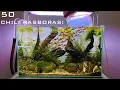 Adding 50 Chili Rasboras to my Planted Tank