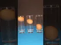 Download Lagu The Science of Floating an Egg (and Why It Fails)