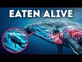 Diver Was Swallowed by a Whale and Survived