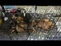 Puppy Love - Sneak Peek