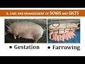 Management of Sows Gilts during Gestation and Farrowing Swine Production Teacher Hazel