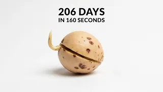 I Filmed an Avocado Seed for 7 Months