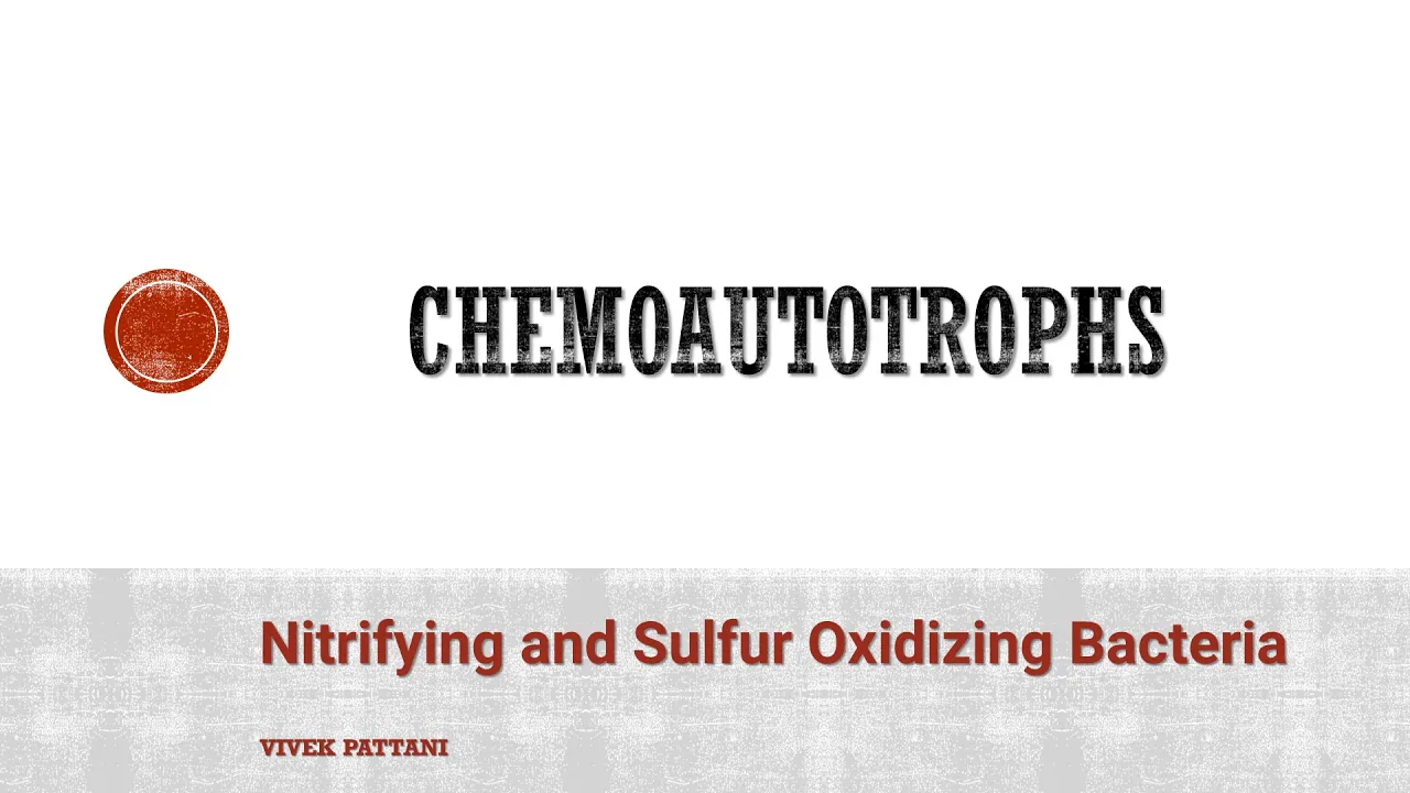Nitrifying and Sulfur Oxidizing Bacteria