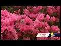 Climate change raising pollen counts doctor says