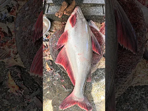 OMG😱!!Big Size Pangas Fish Cutting Skills In Bangladesh Fish Market #shorts