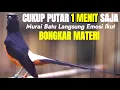 Download Lagu SUARA MURAI BATU EMOSI INI 100% AMPUH MEMANCING LAWAN LANGSUNG BONGKAR MATERI