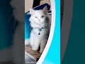 Download Lagu Daily Dose Of Cuteness 💙😺🐈 #cute #cat #bella #cats #amazing #animals #shorts @bellatheprincess#yt