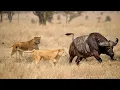 Lion Africa Documentary - Survival battles between the Lion and the wild buffalo