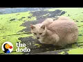 Download Lagu Woman Turns Backyard Shed Into An Apartment For Stray Cats | The Dodo Heroes