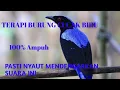 Download Lagu Terapi suara burung cucak biru gacor