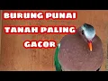 Download Lagu SUARA BURUNG PUNAI TANAH JANTAN