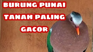 suara burung punai tanah jantan