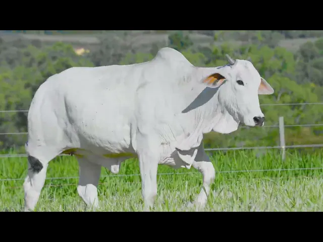 Matriz Nelore SGN - 2359