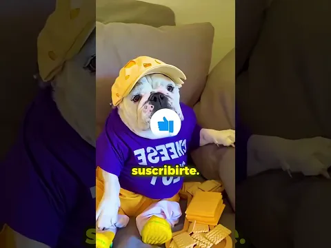 NUNCA LE DES ESTO A TU PERRO!