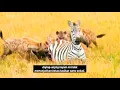 Download Lagu Usus Terurai dan pecah zebra hamil ini di makan hidup Hidup oleh Anjing Liar #binatang#hewan