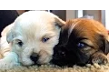 Shih Puppies